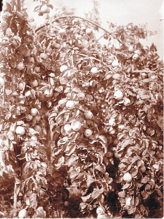 ulELNHk1Ii0